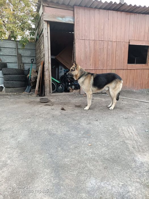 Продам немецкую  овчарку