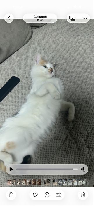 Отдам трехцветную кошечку