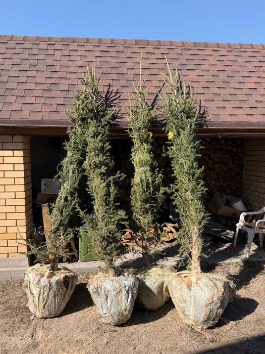 Продам ели с комом земли