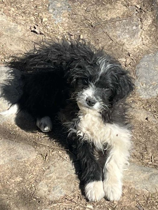 Лагото кучета на 5 месеца