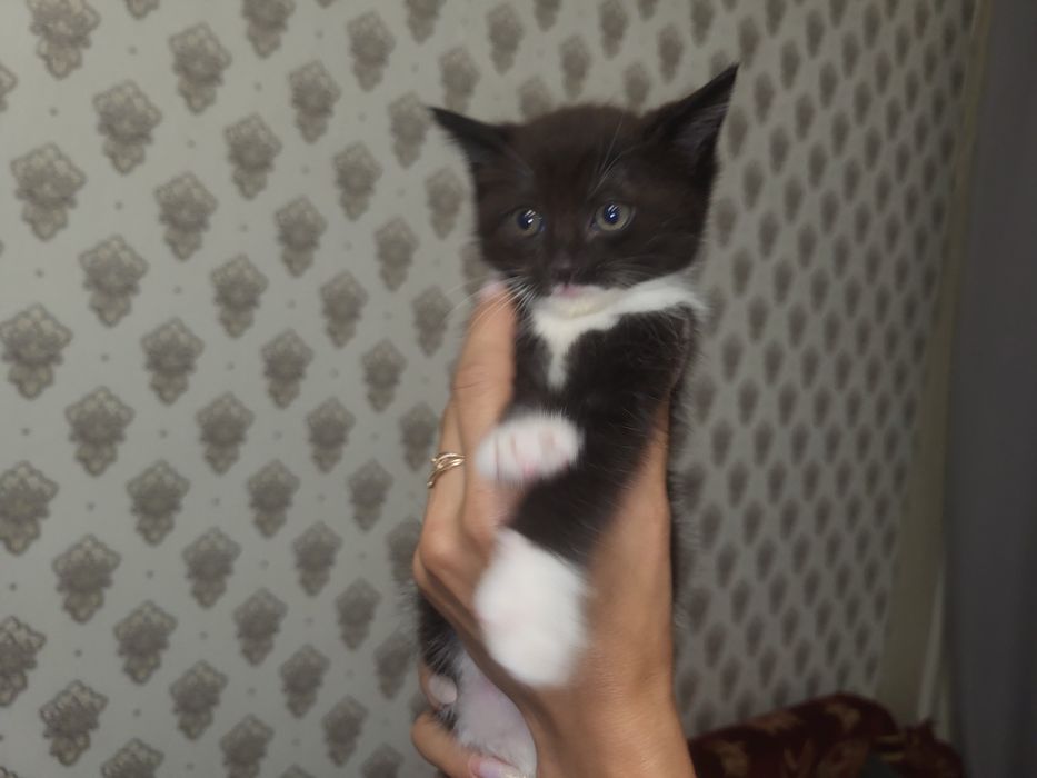 Отдам в добрые руки котят