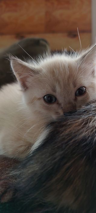 Котята для удачи!