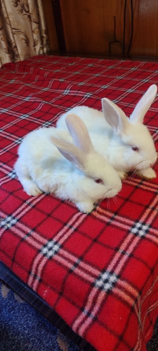 Кролики мелкие симпатичные