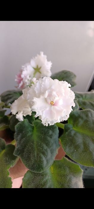 Продам цветущие фиалки,деток,листики