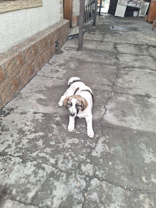 Отдам в хорошие руки