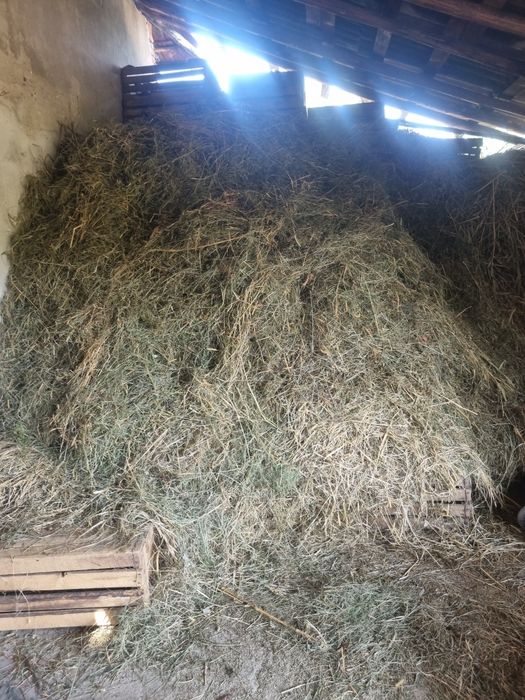 Fân de grădină, coasa a 2-a calitate superioară