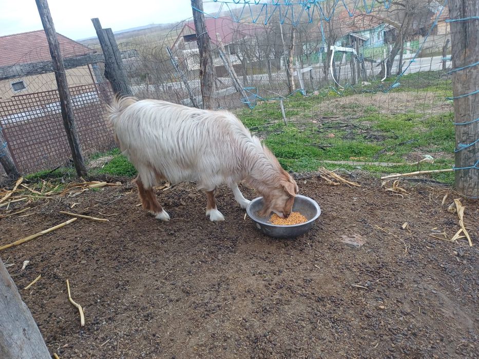 Capra pentru sacrificat