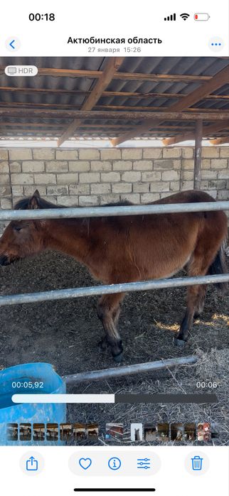 Продам жабагы срочно