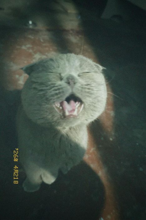 Милый котёнок ищет хозяина