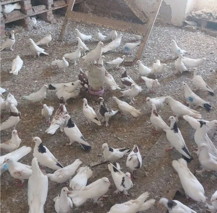 Кептер Құс Голуби