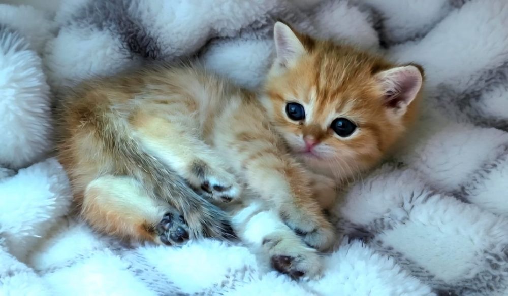 БриТансКие КотЯта