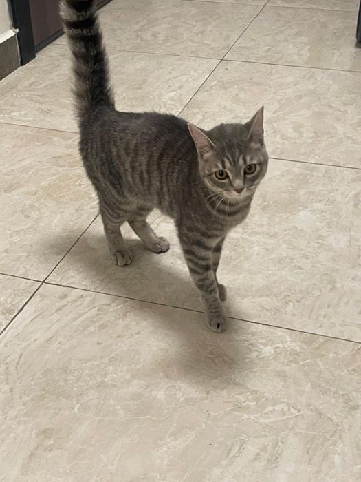 Срочно пристраивается кошка