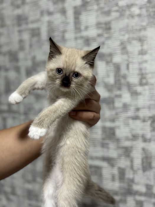 Сиамский котёнок — девочка