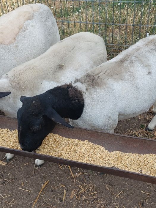 Tineret dorper la bucata