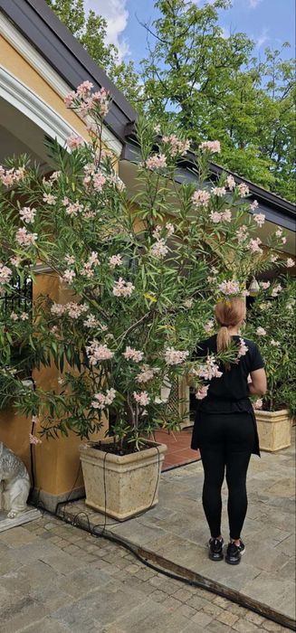 Огромни 25 годишни олиандър