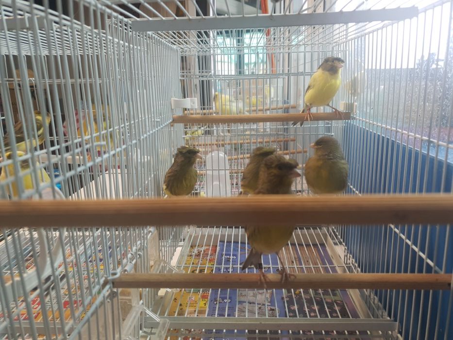 Vând  canari Timbrando inelati