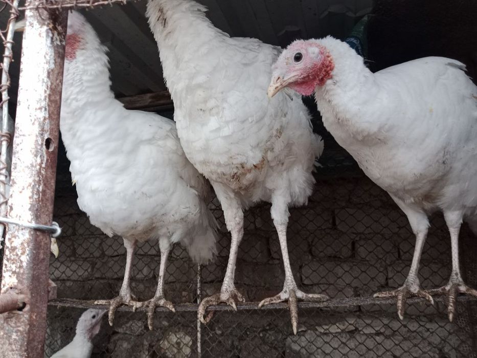 Курка сотилады 6 дона