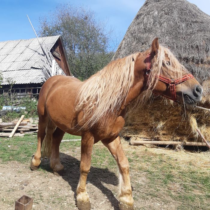 Armasar 4 ani și mânza 3 ani de vanzare sau schimb cu mașină