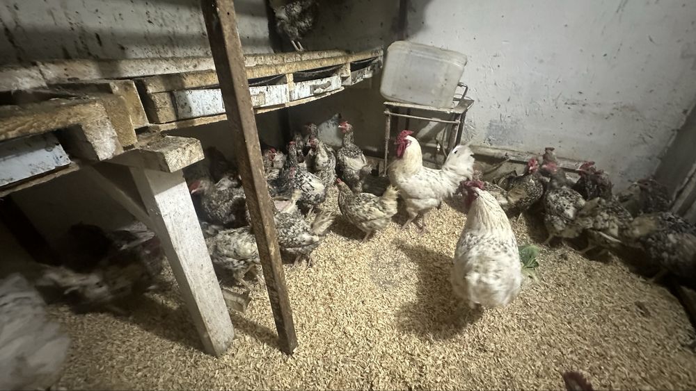 Продам инкубационные яйца пушкинская