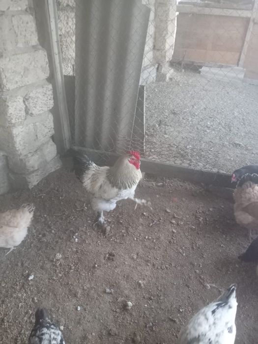 Әтеш,тауык, петух сатылады