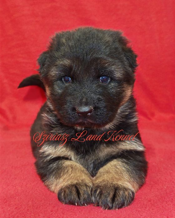 Pui de Ciobanesc German de la Canisa autorizata