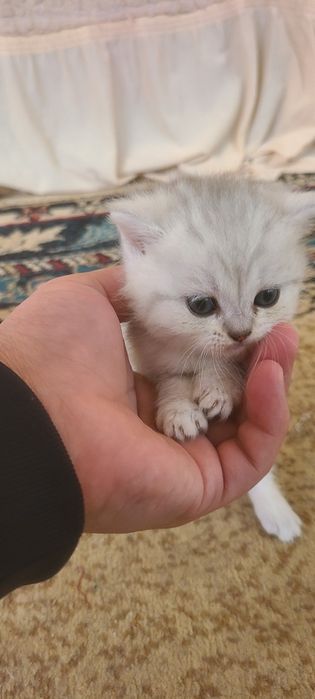 Serebritskiy Shinshila mushukchalar sotiladi