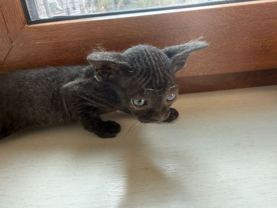 Котенок сфинкс браш