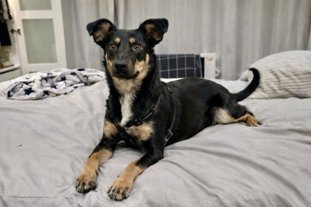 Собака Найла — готовая, воспитанная девочка