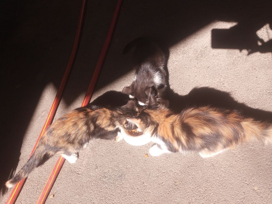 Котята Котёнок отдадим