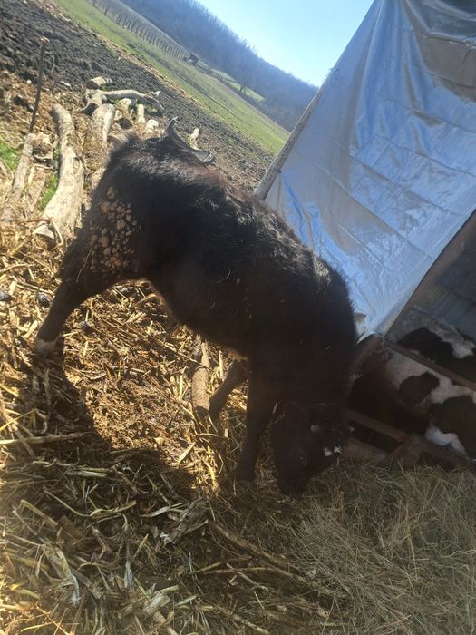 Vitei de carne baltati