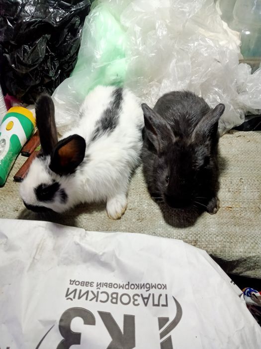 Продам крольчат .