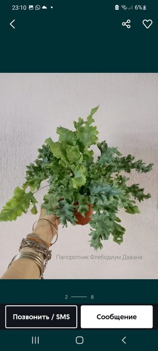 Филодендрон Модтаной, цветы, растения