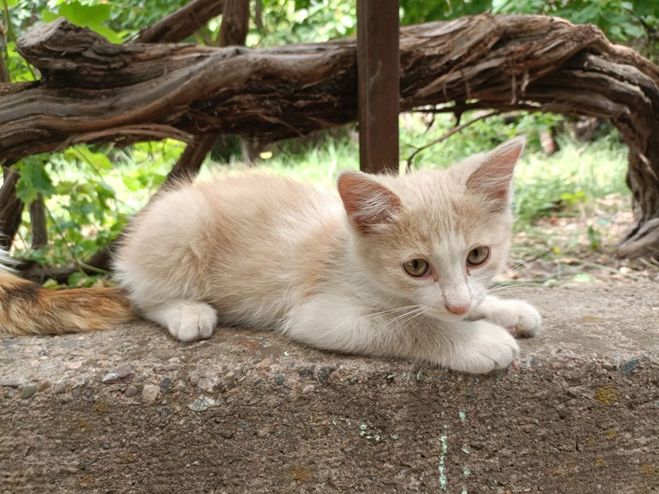 Отдам котенка, мальчик