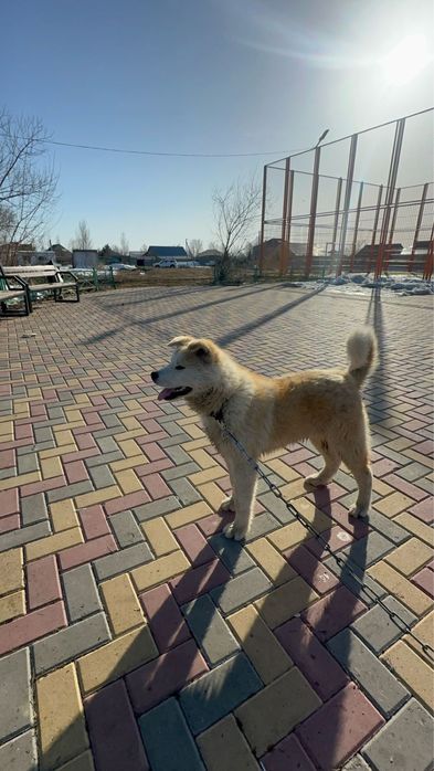 Акита ину мальчик 1 лет