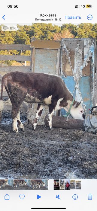 Продам телка с откорма