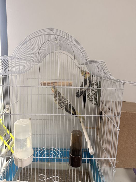 Vand Papagali, pereche nimfe