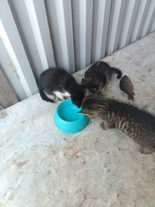 Отдам котят в добрые руки