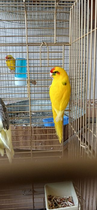 Какарик тўти қушла