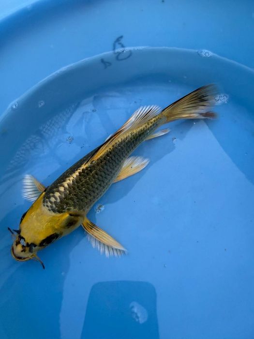 Карп коя для прудов Karp koya