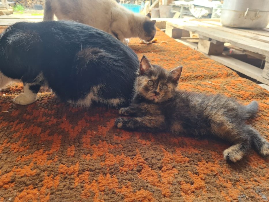 Котята мысық кошки