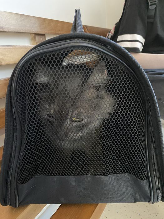Кошку в добрые руки