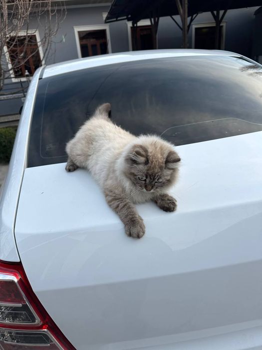 Мушук 4 йарим ойлик пародаси Британский шилшила