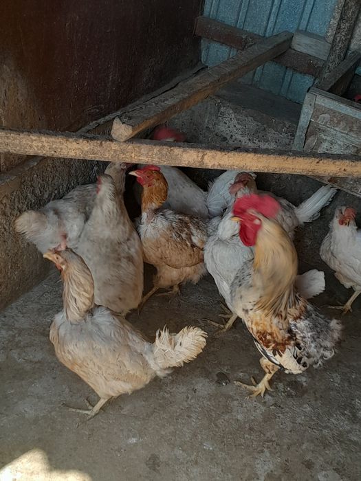 Продам курей домашний
