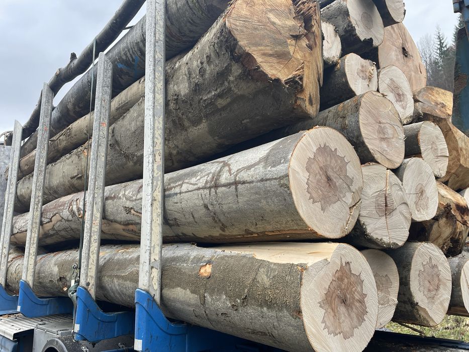 Lemne de foc fag bustean 500 metru cub