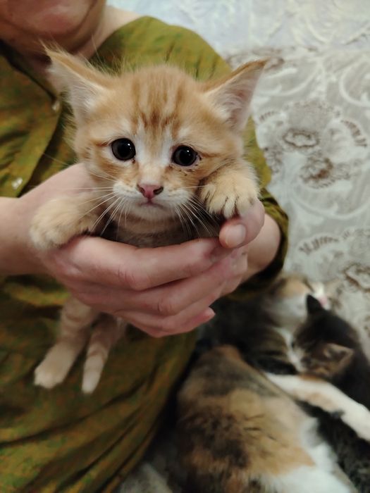 Котята слишком милые!