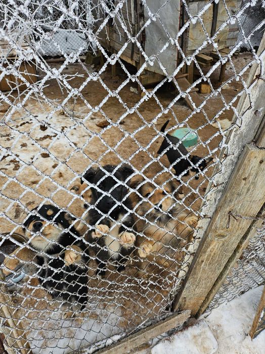 Подарявам кученца