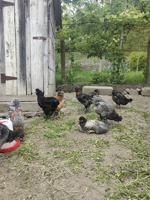 Maternitate pui, și cocoși la 3 luni (50-60) bucata