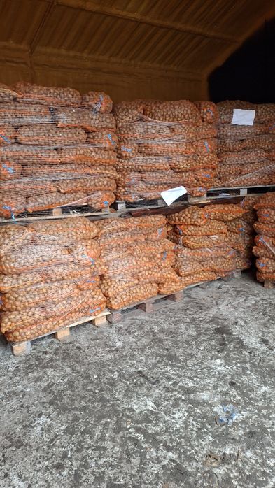 Vând cartofi de consum și de sămânță