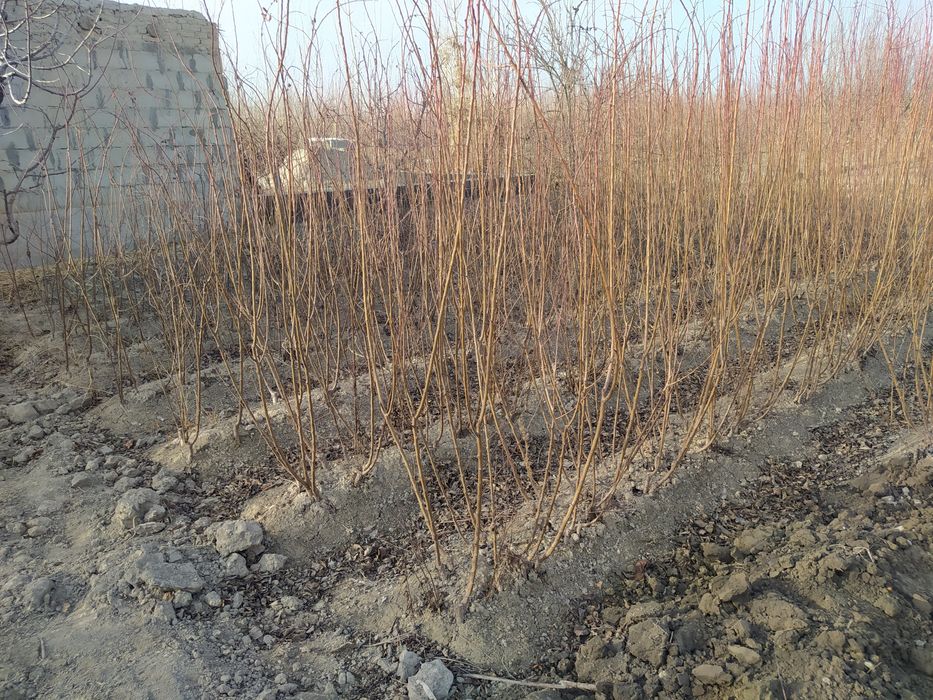 Payvandlangan Shaftoli olma  nihollari sotiladi