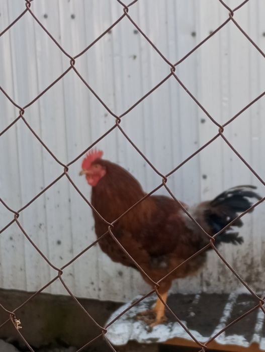 Продам петуха. Рыжего